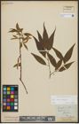 Foto von Salix alba L. x Salix fragilis L.